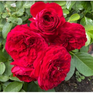 Rosa 'Red Leonardo da Vinci', floribundroos